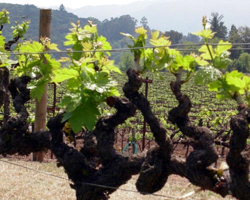 Zinfandel Grape Vine Picture